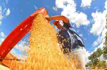  Safra deve recuar 3,7% em 2026, depois de um 2025 recorde 